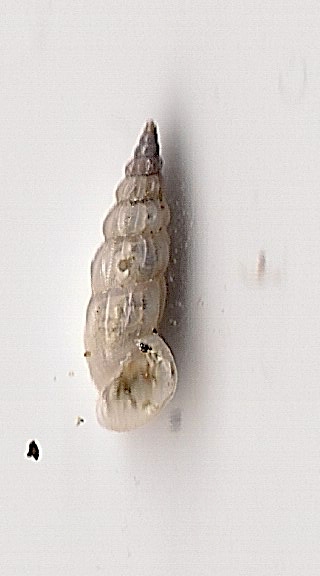 Rissoidae, p�ninsule de Dat�a.